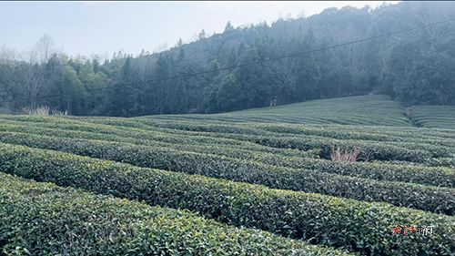 瓷韻茶香里的鄉(xiāng)村振興答卷 黨建引領(lǐng)繪就 茶香新景 圖