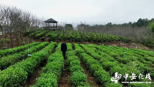 非遺茶記 一葉乾坤① 武衛權 守正創新 留住非遺茶香